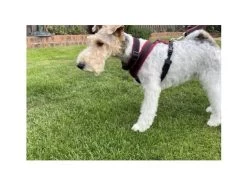 Standard Dog Fleece Harness — Bonnie Little Paws -Cat And Dog Supplies 0C431A6A EE71 4990 BCA8 57510D242DE3 1