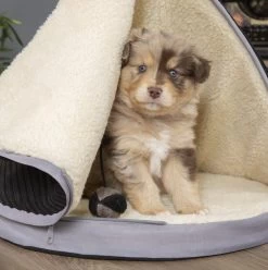 TeePee Bed - Pink & Chocolate, Black & Grey, Chocolate And Tan — Bonnie Little Paws