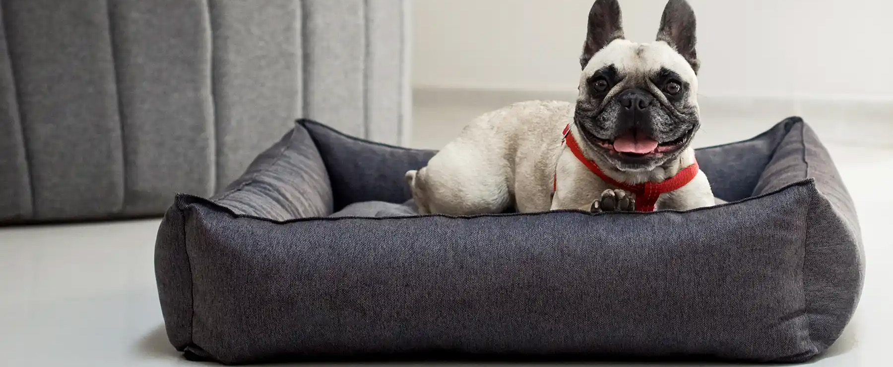 Cat And Dog Supplies -Cat And Dog Supplies 2